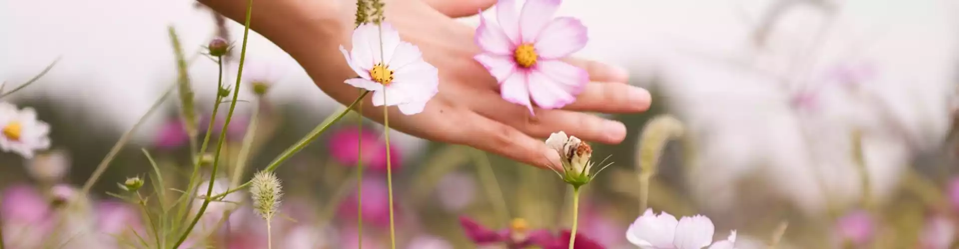 Sanación remota de Reiki durante 33 minutos