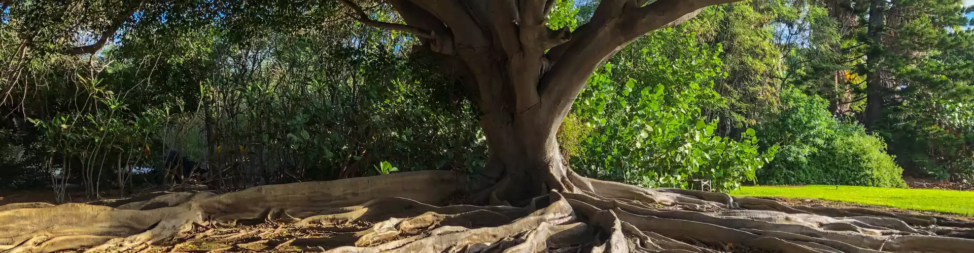 Sanación remota para una conexión a tierra profunda con el chakra de la tierra - Online Class by Jamie Butler